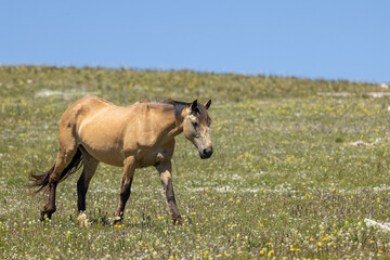 Wild Horse in the Pryor Mountains Montana in Summer