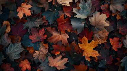 Fototapeta premium The Colorful Autumn Leaves