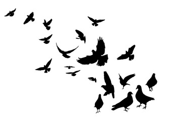 Flocks of flying pigeons isolated on white background. Pigeons are standing on the ground. hand drawing. Not AI, Vector illustration