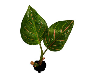 Close-up of two aglaonema rotundum tiger leaves with water droplets