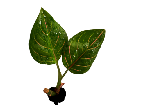 Close-up of two aglaonema rotundum tiger leaves with water droplets