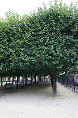 Gorgeous scene at Place des Vosges on a sunny morning