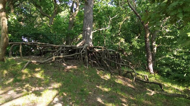 Ein Baum mit markanten Wurzeln