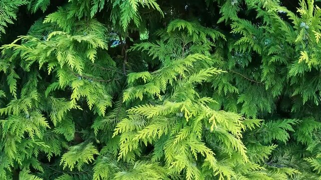 Closeup fresh green christmas leaves, branches of thuja trees on green background. Thuya twig occidentalis, evergreen coniferous tree. Chinese thuja. Conifer cedar thuja leaf green texture
