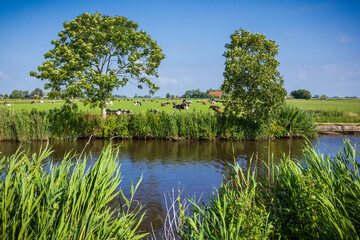 Obraz premium Idyllische Landschaft in Holland mit Kanal und Kühen