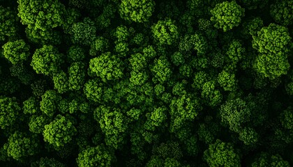 Lush green treetops create a vibrant canopy, showcasing nature's beauty from an aerial perspective.