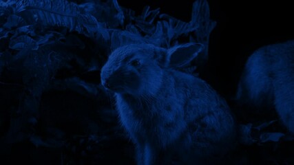 Rabbit In Natural History Display At Night