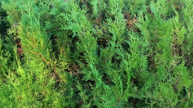 Closeup fresh green christmas leaves, branches of thuja trees on green background. Thuya twig occidentalis, evergreen coniferous tree. Chinese thuja. Conifer cedar thuja leaf green texture
