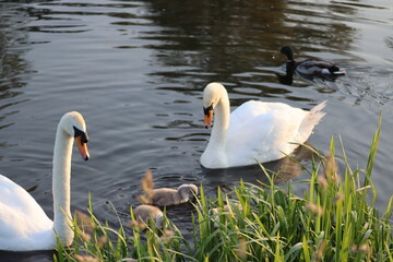 Swan in Dublin