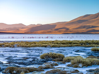 Flamingos gracefully wade through the shallow waters of Laguna Colorada in the Altiplano, Bolivia,...