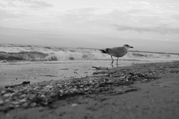 birds on the beach