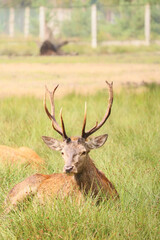 deer, roe deer, animal, nature, wild animal, horns, field, meadow, nature