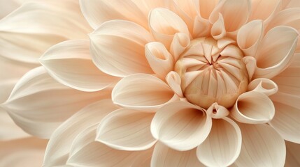 Close-up of a dahlia flower in