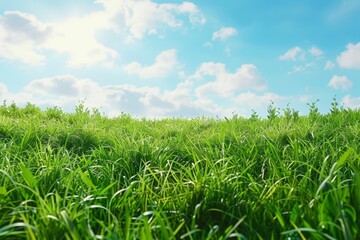 Fototapeta premium Group of Men Standing in Front of Stock Market, The perfection of nature unveiled in the sight of lush green grass under a canvas of clear skies