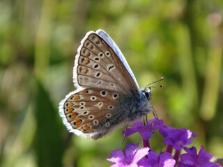 The common blue butterfly (Polyommatus icarus), male perching on verbena