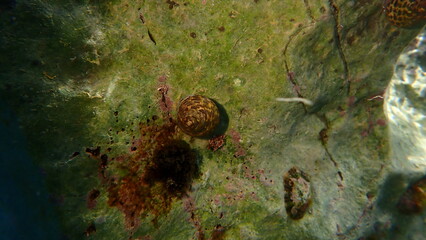 Sea snail Turbinate monodont (Phorcus turbinatus) undersea, Aegean Sea, Greece, Santorini island, Kamari beach