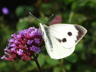 The large white butterfly (Pieris brassicae), also called cabbage butterfly, female feeding on pink...