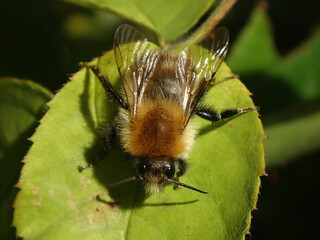 The common carder bee (Bombus pascuorum), male resting on a rose leaf