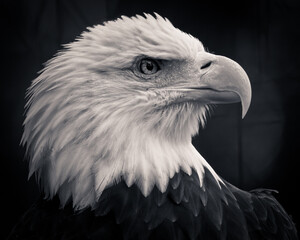 Freedom Is Black and White 