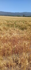Wheat crops in northern Argentina