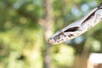 Guyana Red-tailed Boa Constrictor