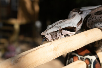 Obraz premium Guyana Red-tailed Boa Constrictor
