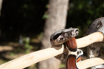 Guyana Red-tailed Boa Constrictor