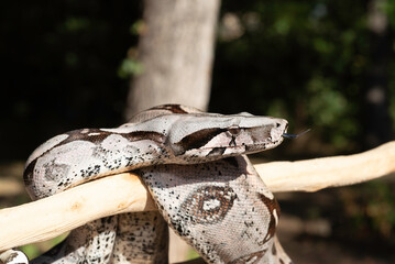 Guyana Red-tailed Boa Constrictor