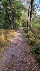 path in the forest near Bears stone