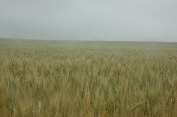 Obraz premium Wheat crops in northern Argentina