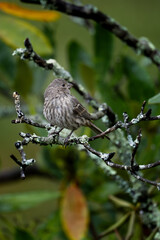 Female House Finch On Branch
