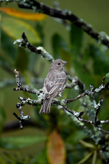 Female Finch Profile