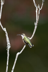 Hummingbird Mouth Open