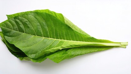 Obraz premium fresh picked harvested green rolling tobacco leaves. farming in rural areas concept. For cigarette and cigar making raw materials. isolated on white background with copy space
