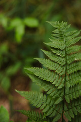 fern in the forest