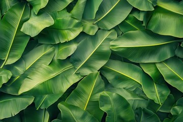 Natural settings showcasing graphics of banana leaf foliage