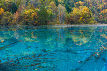 Landscape in Jiuzhaigou national park; trees in autumn colors reflect in a crystal clear lake with...