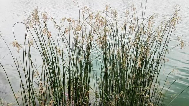 Lakeshore bulrush or common club-rush (Schoenoplectus lacustris) growing in the fresh water of Seyhan river