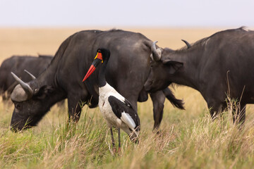 Sattelstorch vor Büffeln