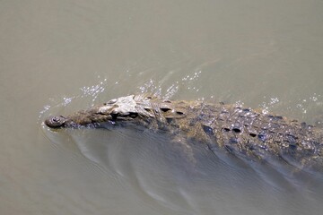 American crocodile, Crocodylus acutus