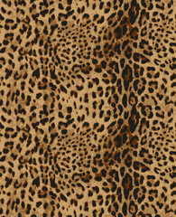 Leopard texture, animal print, african animal fur
