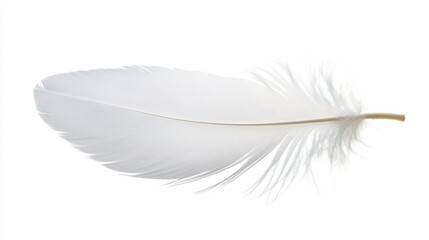 Obraz premium one single white birds feather isolated on white background
