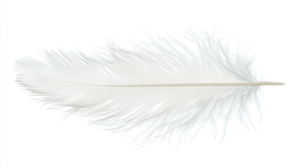 Fototapeta premium one single white birds feather isolated on white background