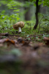 Mushroom peels in the forest with flies.
