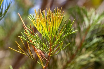 Foliage of a sweet-scented hakea,Hakea suaveolens