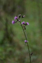 Purple mountain thistle flower on a stem.


