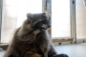 Raccoon portrait close-up