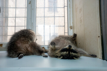 Raccoon portrait close-up