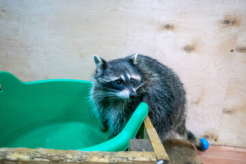 Raccoon portrait close-up