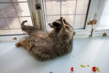 Raccoon portrait close-up